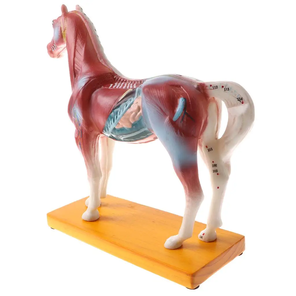 4 Anatomy 68 Acupuncture Points Horse Model with Stand Base