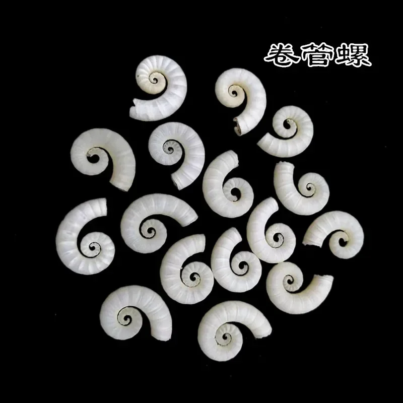 Natural Rare Specimen Conch Shell Coiled Tube Conch DIY Fish Tank Aquarium Landscape Decoration Mediterranean Home Collection