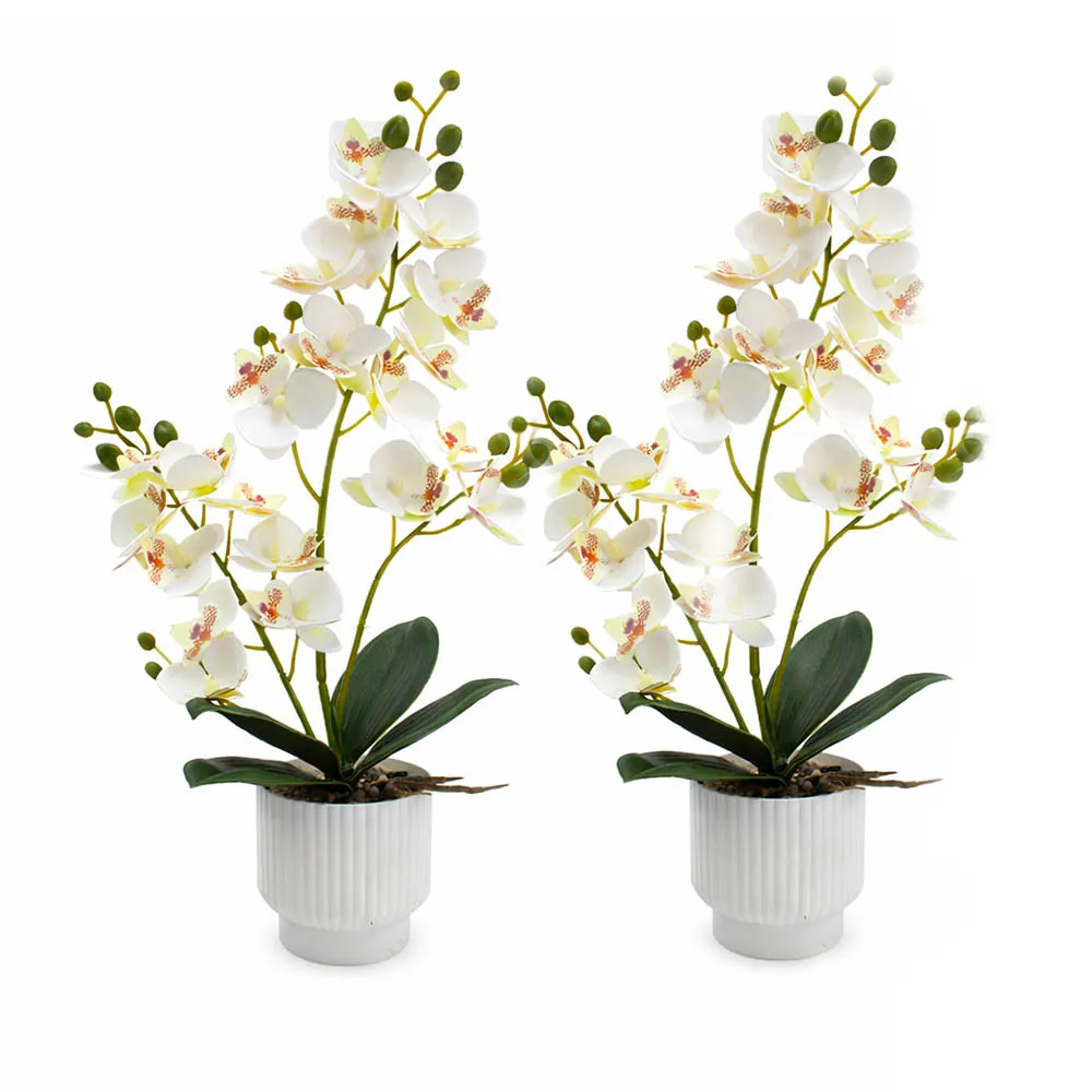 2Set White Orchid A…
