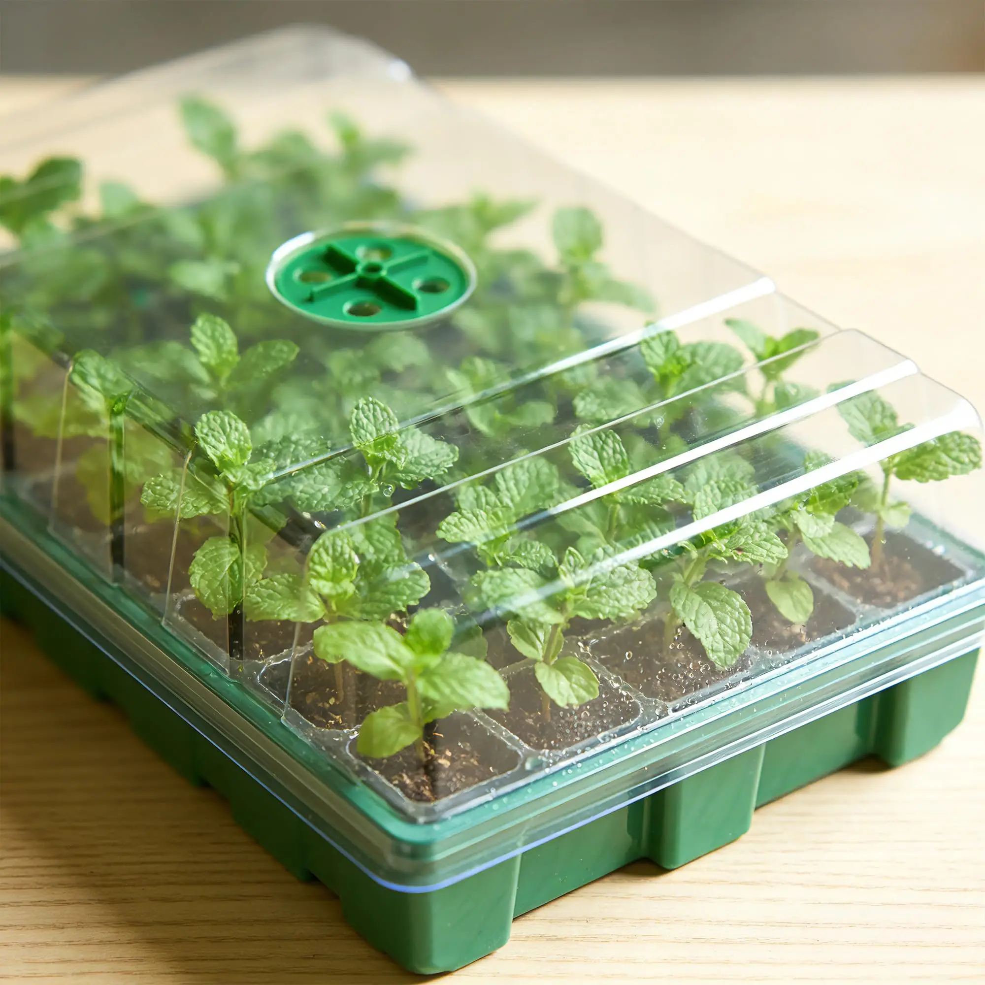 With Transparent Cover Greenhouse And 3 pcs Seed Tray, 40 Holes Cell Propagator Growth Thickening Seedling Start Growth Tray - view 3