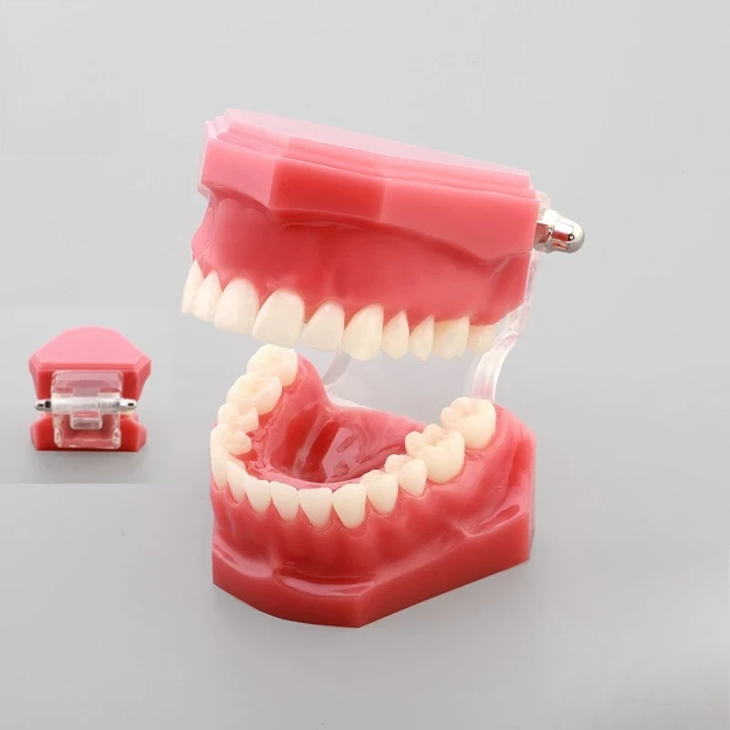 Suitable for Teaching Molds for Experimental Dental Models