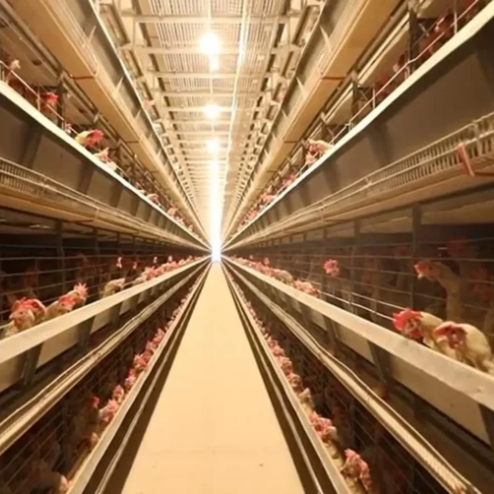 Automatic Egg Poultry Farming Equipment A-Type 3/4 Tiers Battery Layer Chicken Cage Coop Big Capacity Farm Raising Equipment