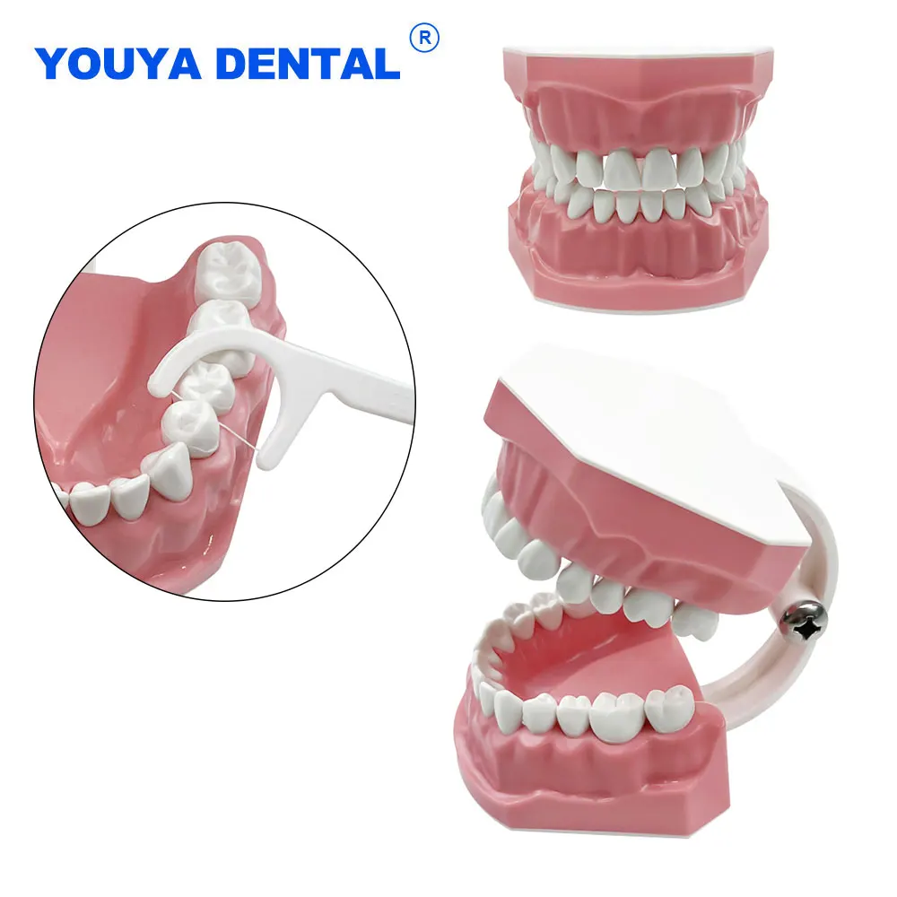 Small size 28Teeth Model For Dental Practice Training Jaw Typodont Studying Brushing Flossing Teeth Model Study Demonstration