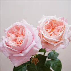 Real Touch Artificial Flowers Green Plant Austin Juliet Roses Brahch Home Bedroom Decoration Simulation Rose White Pink Flower