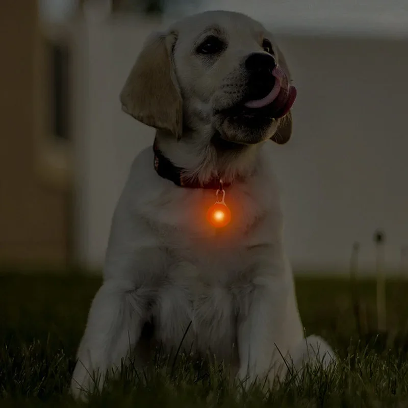 Collare per torcia a LED per animali domestici Sicurezza notturna Luci guida per cani e gatti Collana con ciondolo incandescente Collare luminoso per animali domestici SENZA BATTERIA