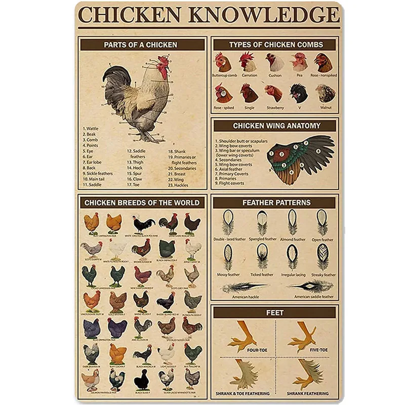 

Chicken Knowledge Metal Tin Sign Chicken Breeds of The World Infographics Retro Poster Plaque for Club Cafe Bar Home Kitchen