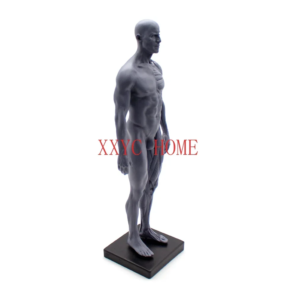 Skull Blood Sculpture Head Body Model Muscle Bone Model Male And Female 1:6 Human Body Height 30CM