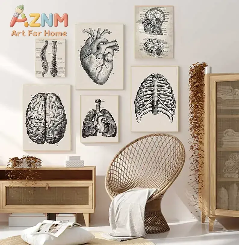 Human Anatomy Artwork Medical Wall Picture Muscle Skeleton Vintage Poster Nordic Canvas Print Education Painting Modern Decor