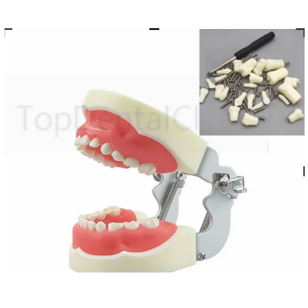 

Dental Child Teeth Model Practice Teaching Gum Jaw 24pcs Removable Tooth Resin Teeth