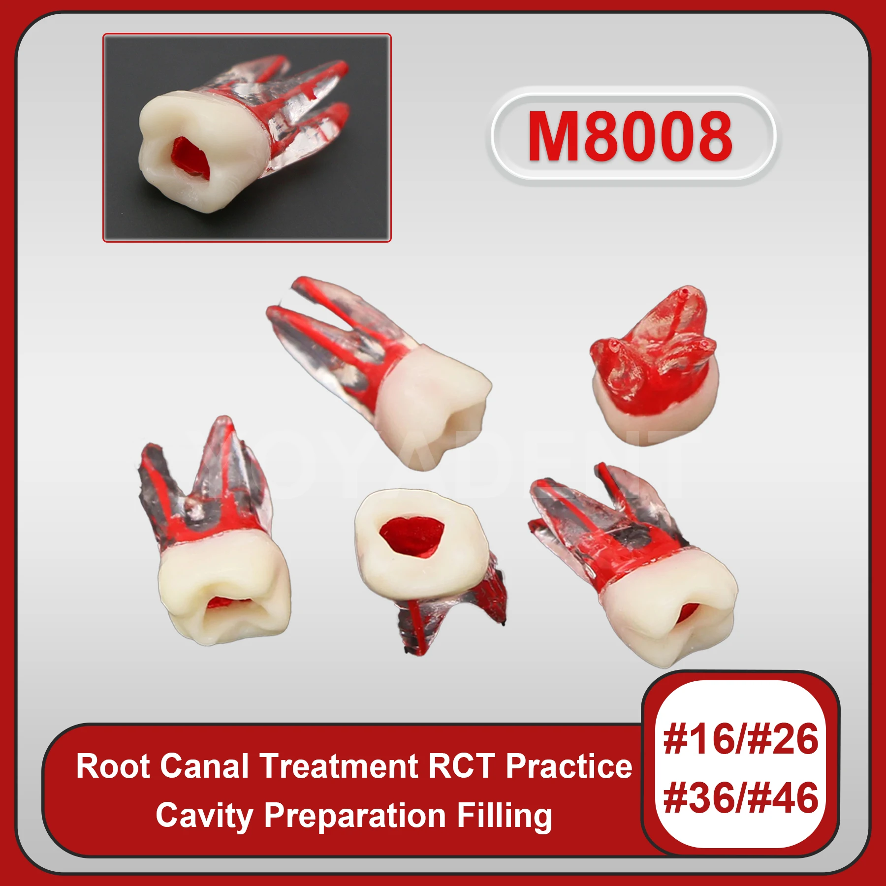 

Dental Teeth Model Endo Root Canal Teeth Teaching RCT Practice Model Kilgore Nissin Type For Cavity Preparation Filling 10pcs