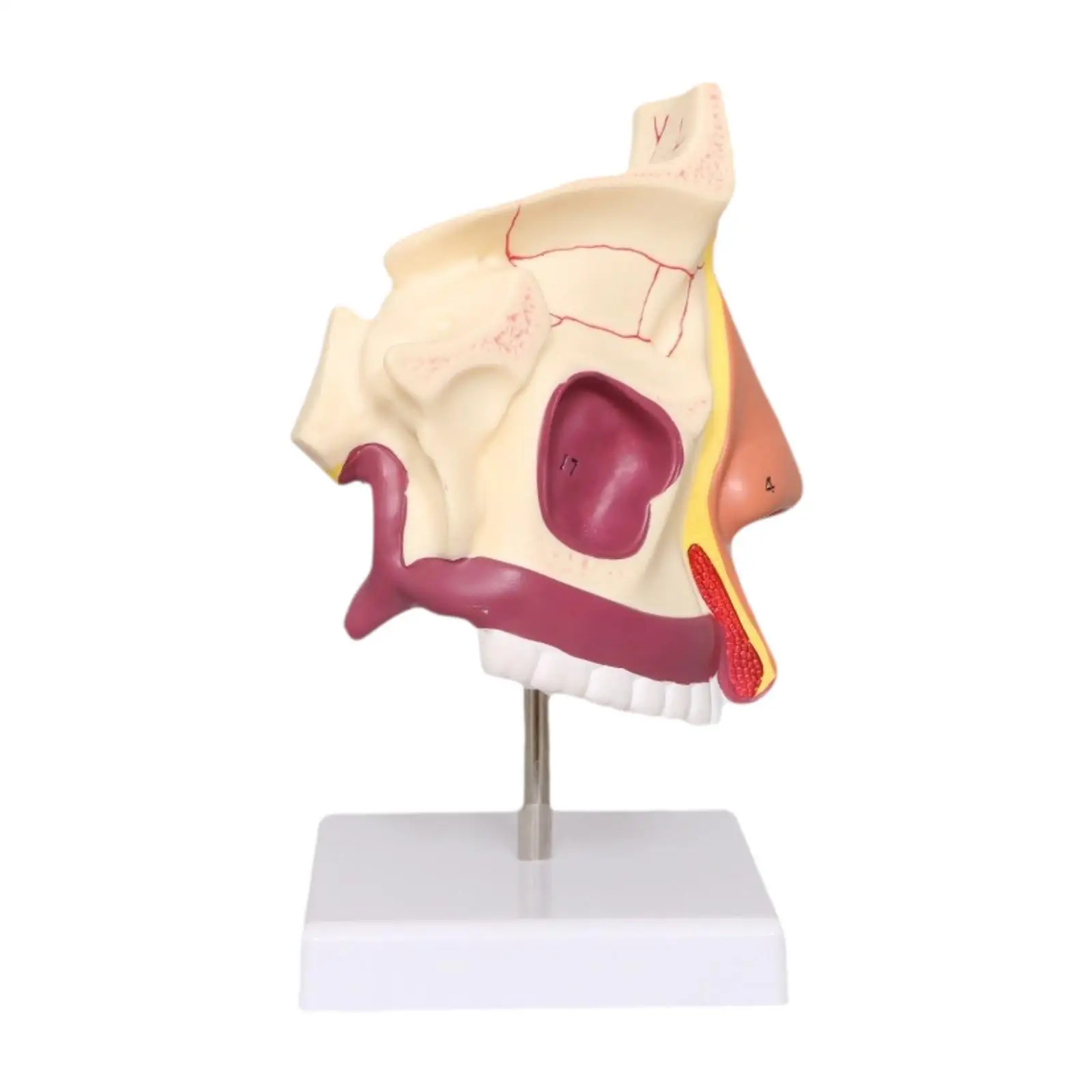 Teaching Props Human Nasal Cavity Demonstration Model Teaching for Teens