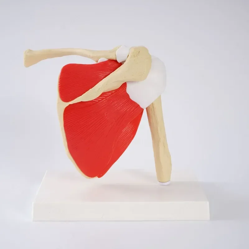 Human Scapular Muscle Model Shoulder Joint Function Skeleton Anatomy Teaching Aid Display Educational Tool for Medical