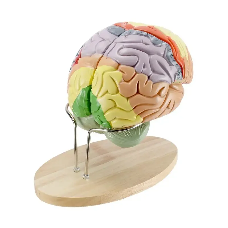 4 parts Magnified 2 Times Human Brain Anatomical Model Brain Function with Marked Teaching Brain Cortex