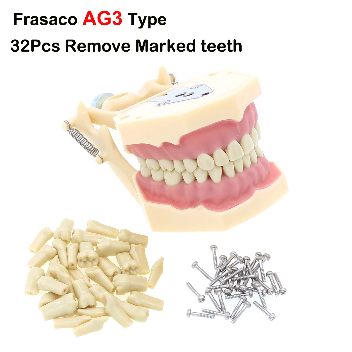 Dental Teeth Model Simulation Practice Model with 32 Screw-in Replaceable Teeth Used for Tooth Preparation Fit Frasaco AG3 Type