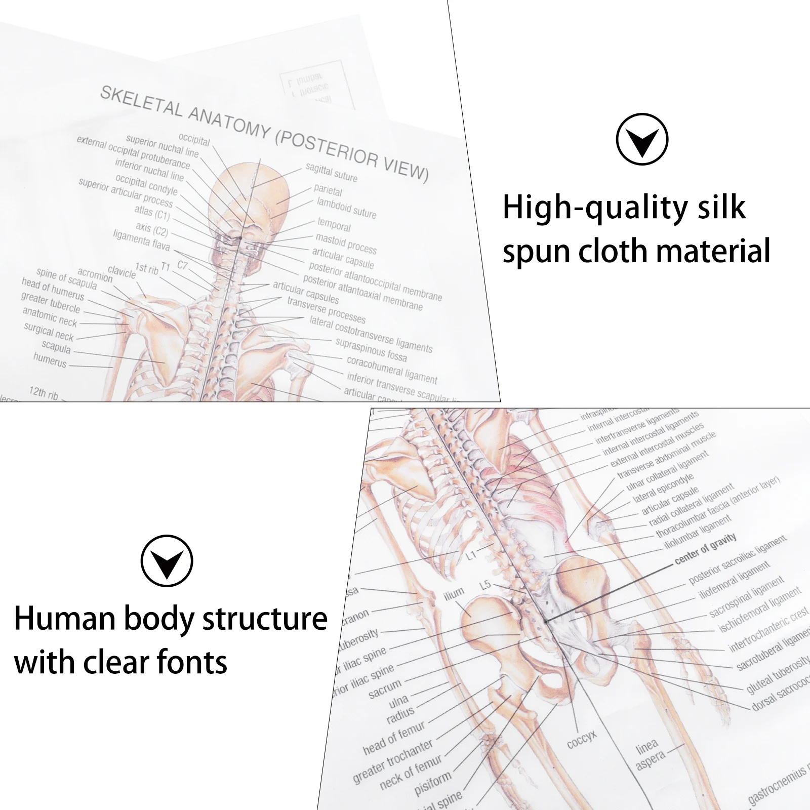 

Skeletal Structure Anatomy Poster Large Decorative Human Anatomy Wall Art for Home Bar Decor Party Theme Poster