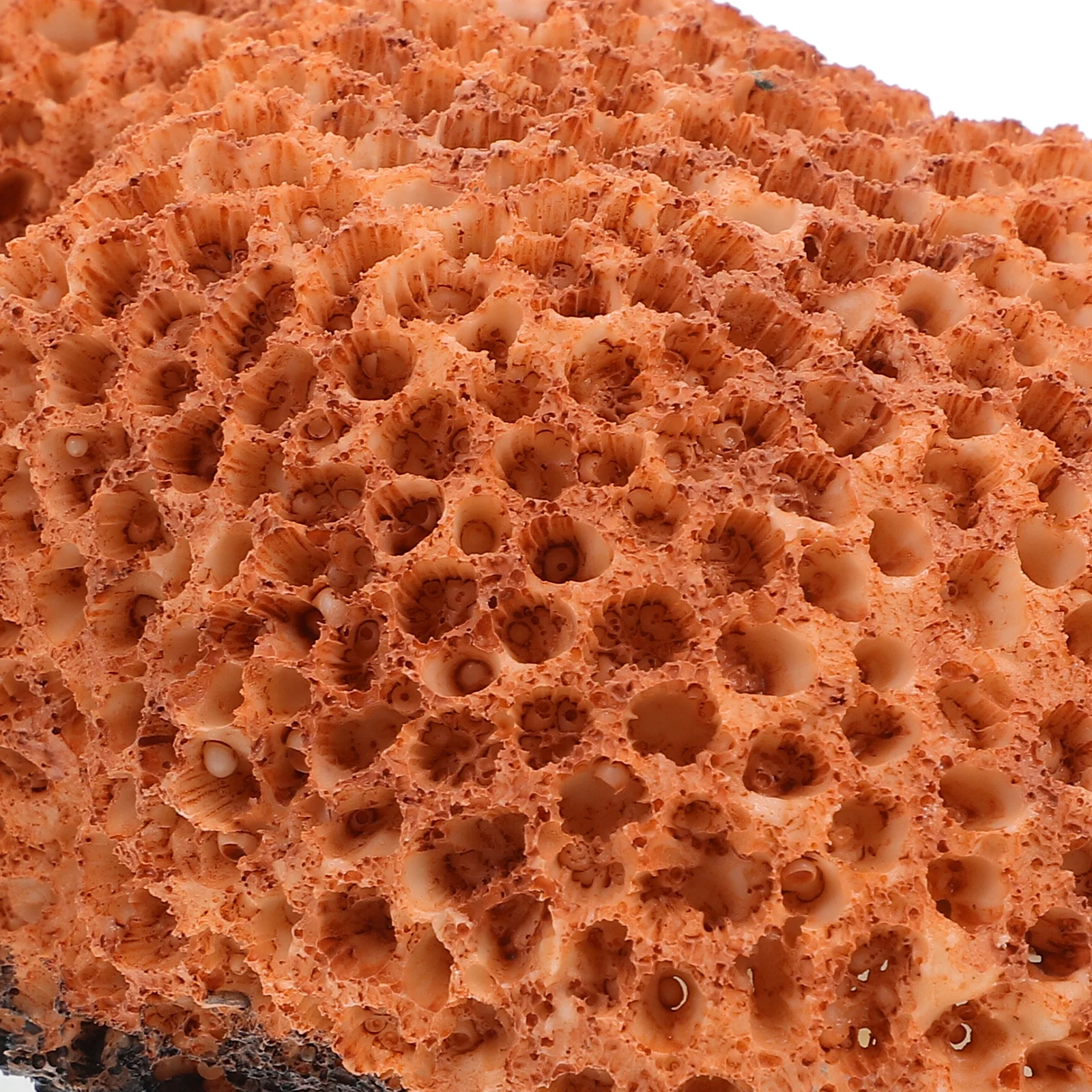 Lifelike Aquarium Coral Decorations Variety of Choices Durable and Longlasting Fish Tank Landscape Decor Fish Tank Decor Mini