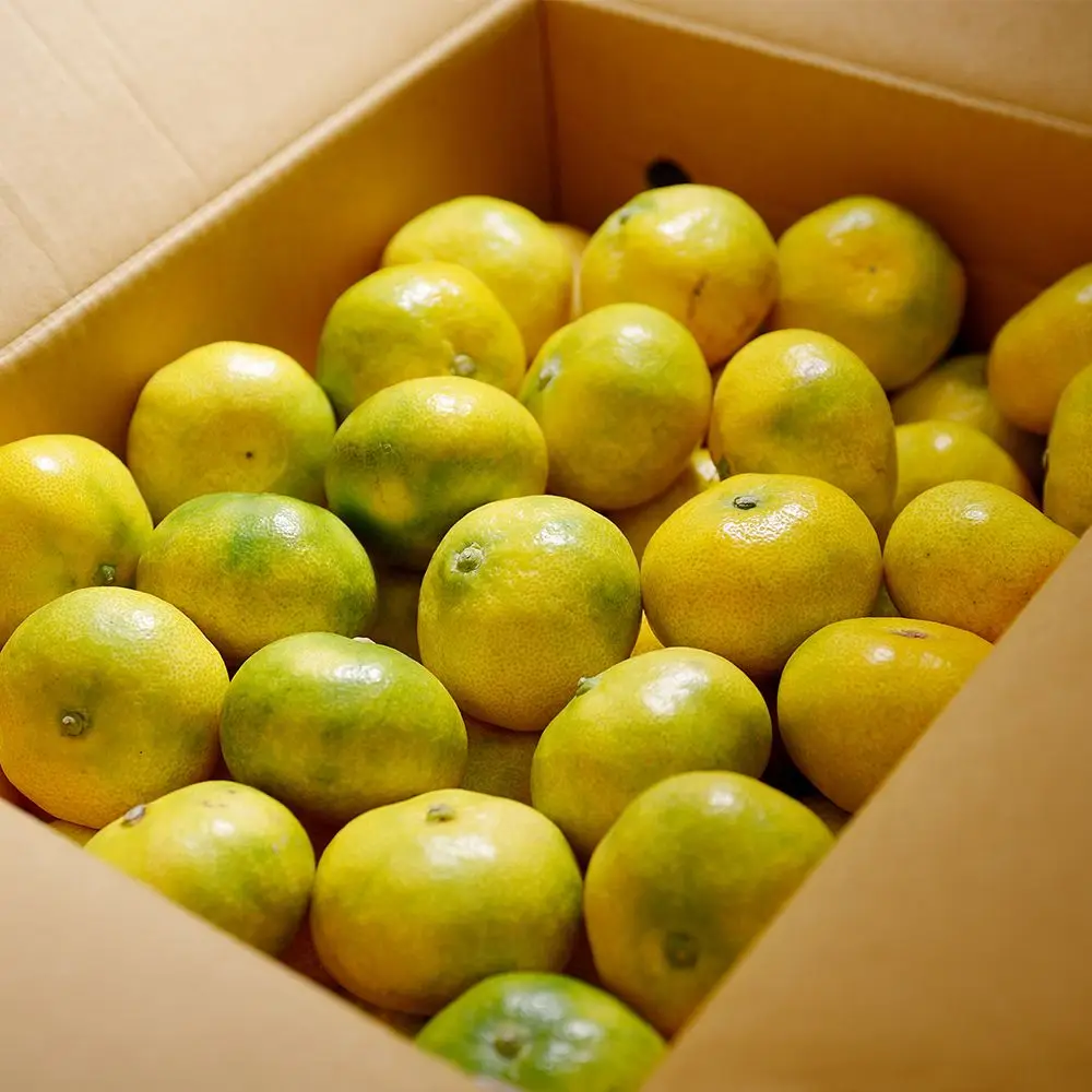 جيجو آيلاند اليوسفي المفتوح المولود الجديد، مقاس كبير، 9 كجم