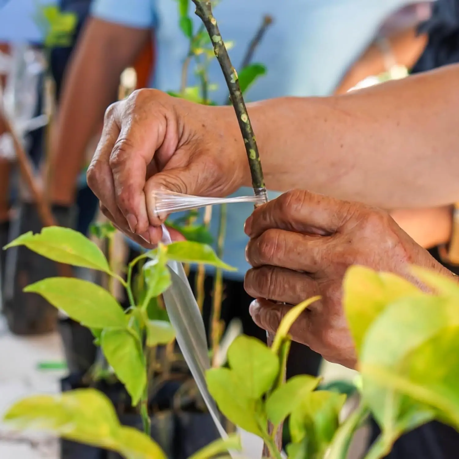 200 متر بولي ايثيلين تطعيم الشريط فيلم ذاتية اللصق لشجرة الفاكهة الحضانة النباتات الشتلات الكرمة زهور الطماطم تطعيم لوازم تمتد #5