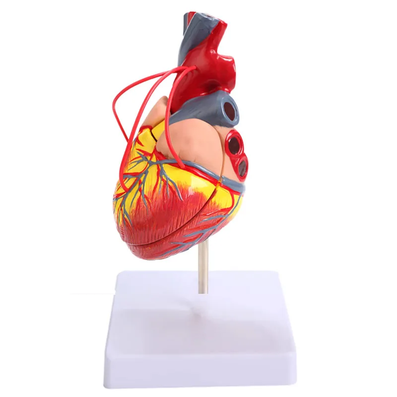 Life Size Human Heart Anatomy Model Disassembled Medical Science Supplies Teaching Tool  Free Shipping