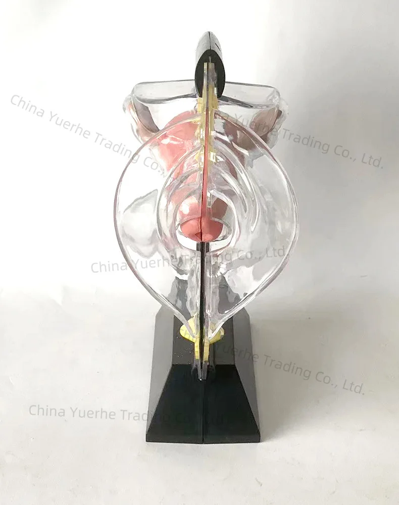 

Transparent uterus model Ovarian structure Visual dissection Uterine inner wall Upper ring Teaching aids Family planning model