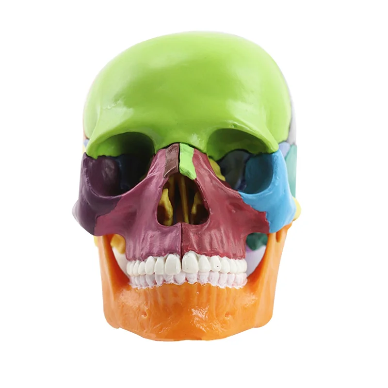 Education Skull Model 1:2 For Student Teaching Study Assembling Model Durable Multicolor