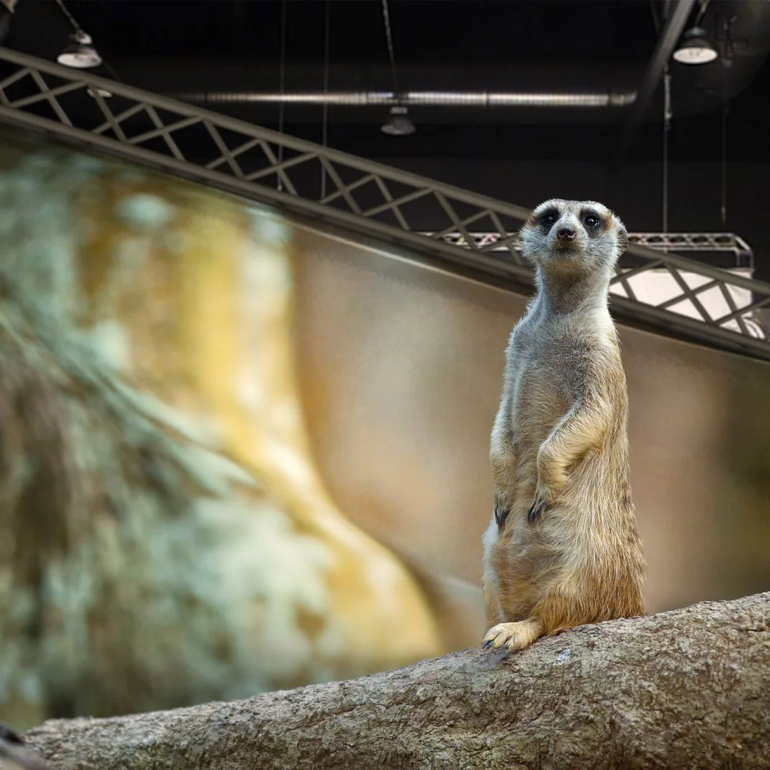 

21inch 3D Curved Dual Screen For Audi Q5 2009-2017 Android Auto Car Radio Multimedia Player Bluetooth CarPlay DSP GPS Navigation