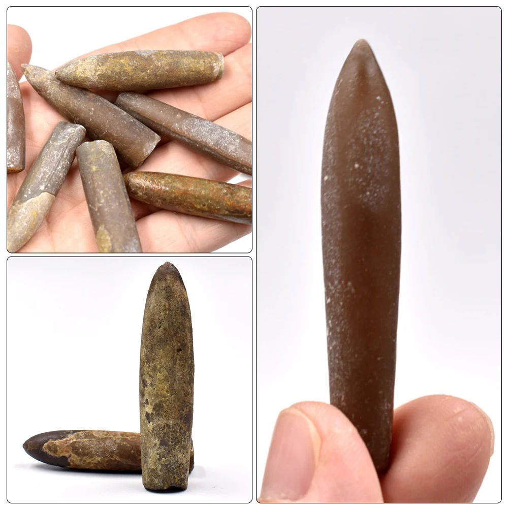 

10 Pcs Specimen Palaeo-ocean Adornment Table Children Toys Model Decor Teaching Tool Simulation Ornament