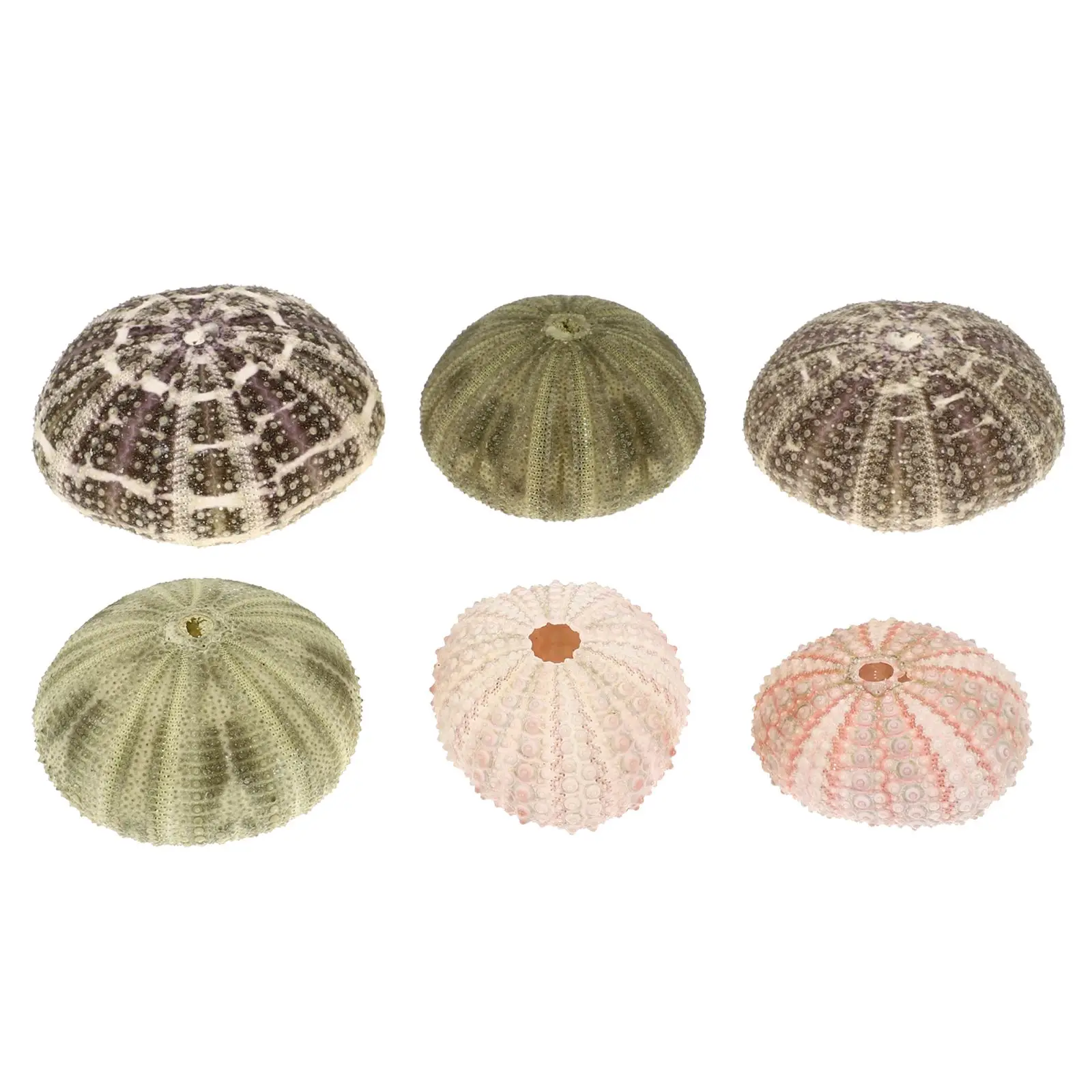 

6 Pcs Sea Shells for Air Plants Containers Decorations Fish Tank ​​ Natural