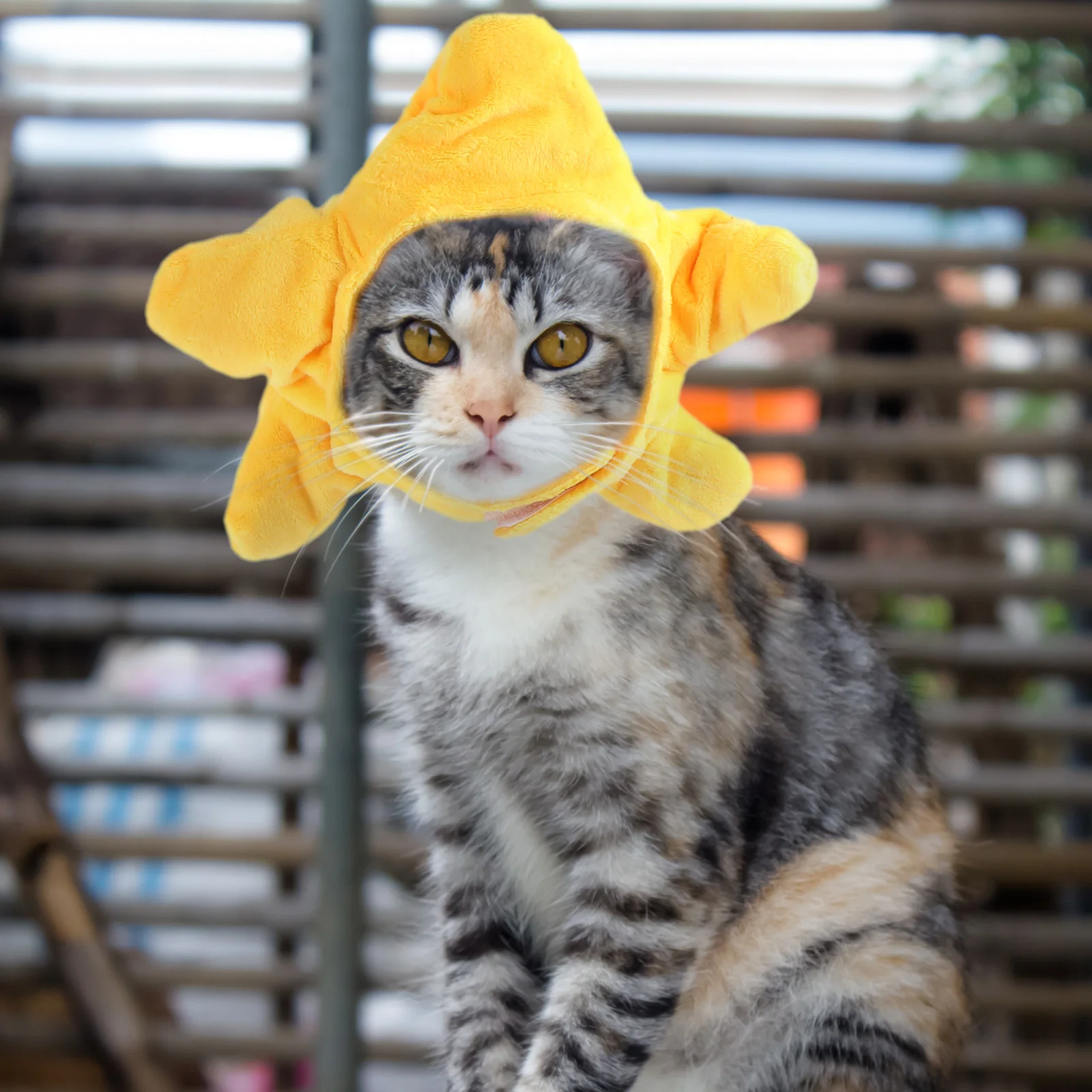 

3PCS Pet Headgears Cotton Lovely Headdress Puppy Cat Decor Hats Costume Washable Comfortable Bright Color Fashion Outfits