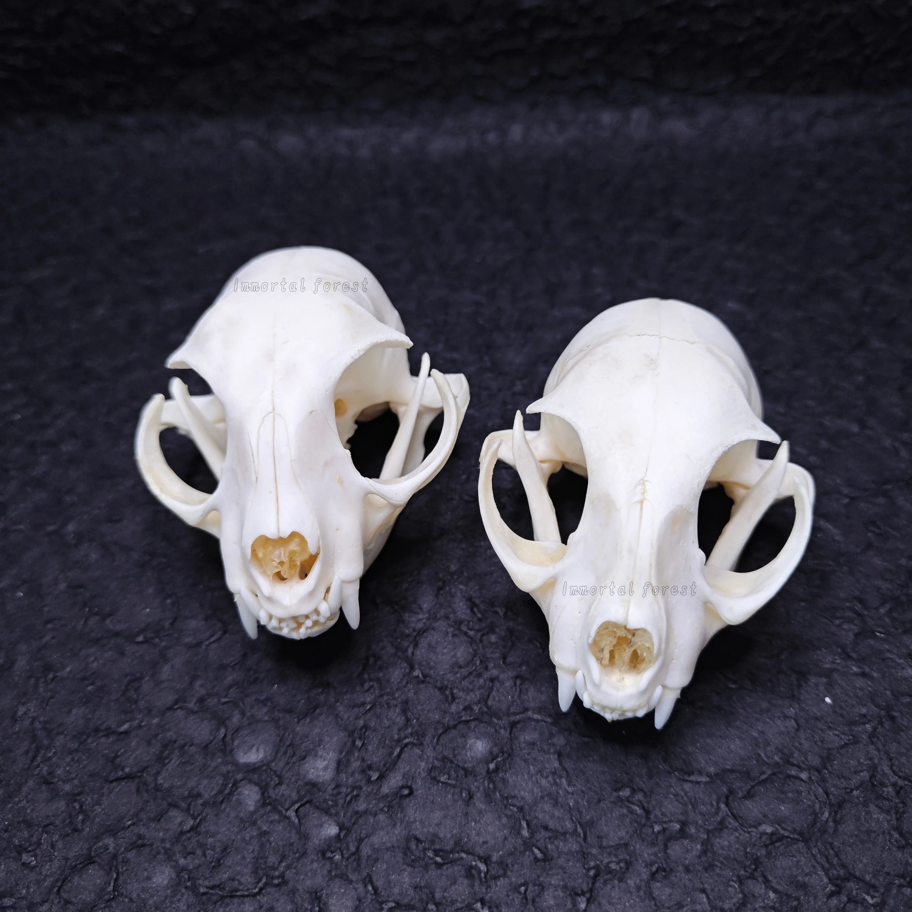 1Pcs/2 Pcs Real Animal Skull Felid Bone Specimen Home Decoration Garden Fish Tank Ornament Unique Birthday Gift