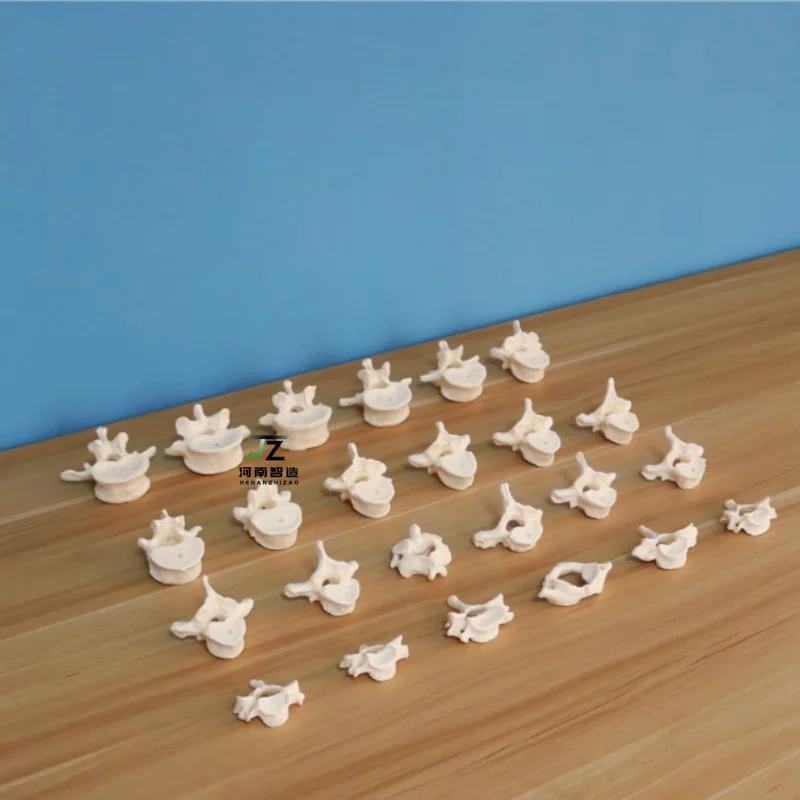Scattered Bone Spine Model Human Spinal Medical Nerve Band Boning Adult Lumbar Vertebrae Cervical Vertebrae Teaching 1:1