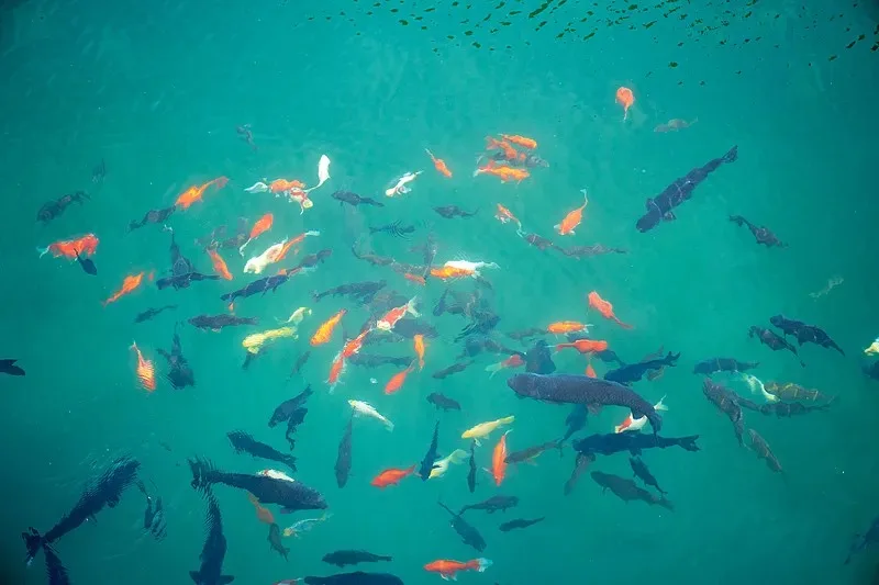 

Аксессуары/сервоприводы для радиоуправляемых внедорожных машин MJX Hyper GO H12Y H12Y+H12P