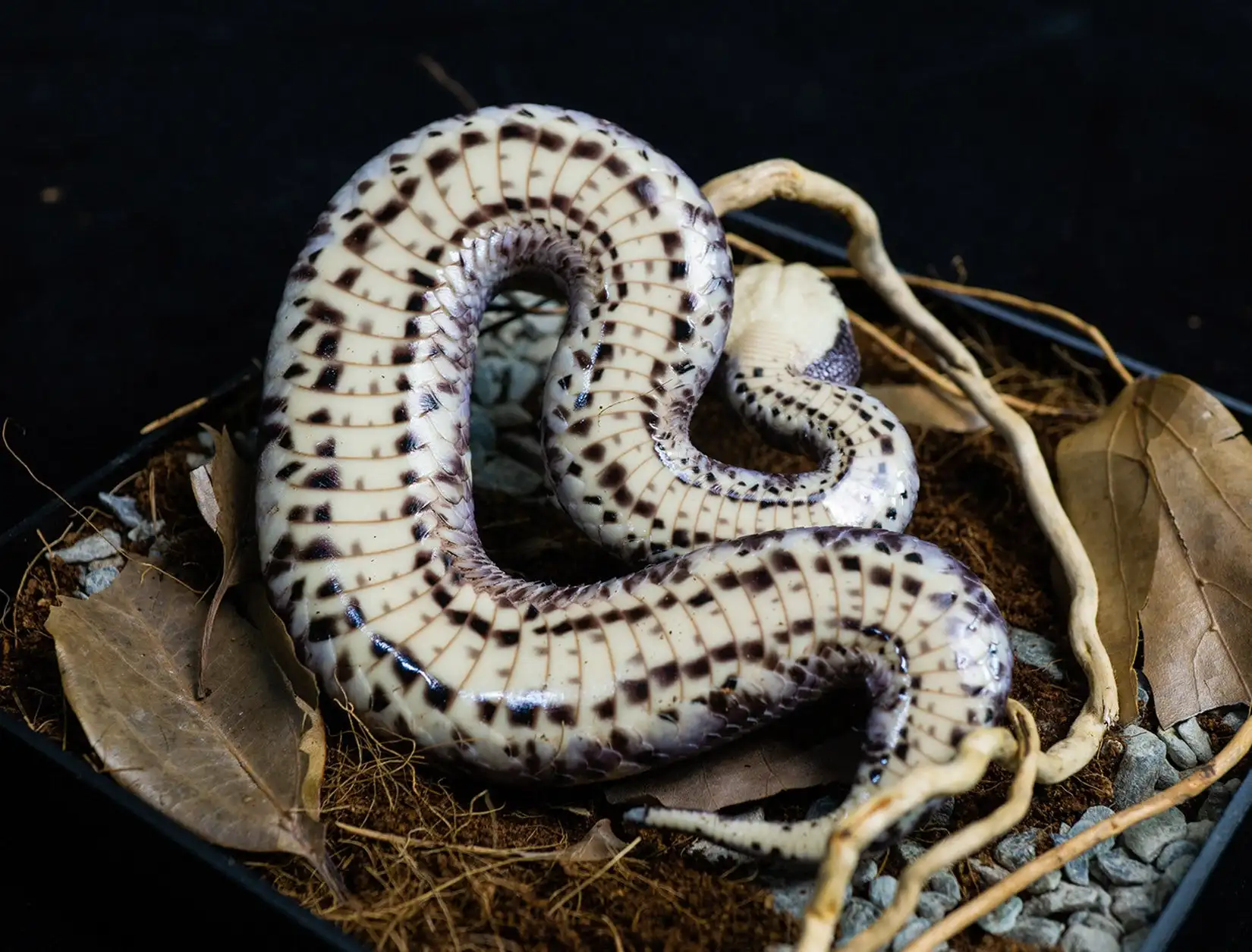 Snake Gorge Studio Gaboon Viper Model Bitis Gabonica Realistic Snake Simulation Wild Animal Collection Scene Decoration Gift