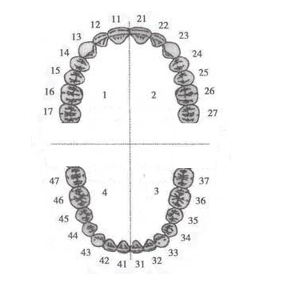 1set Dental Resin Removable Teeth tipodont Model Plastic Simulation Replacement Teeth Teaching Practice Preparation Dentistry