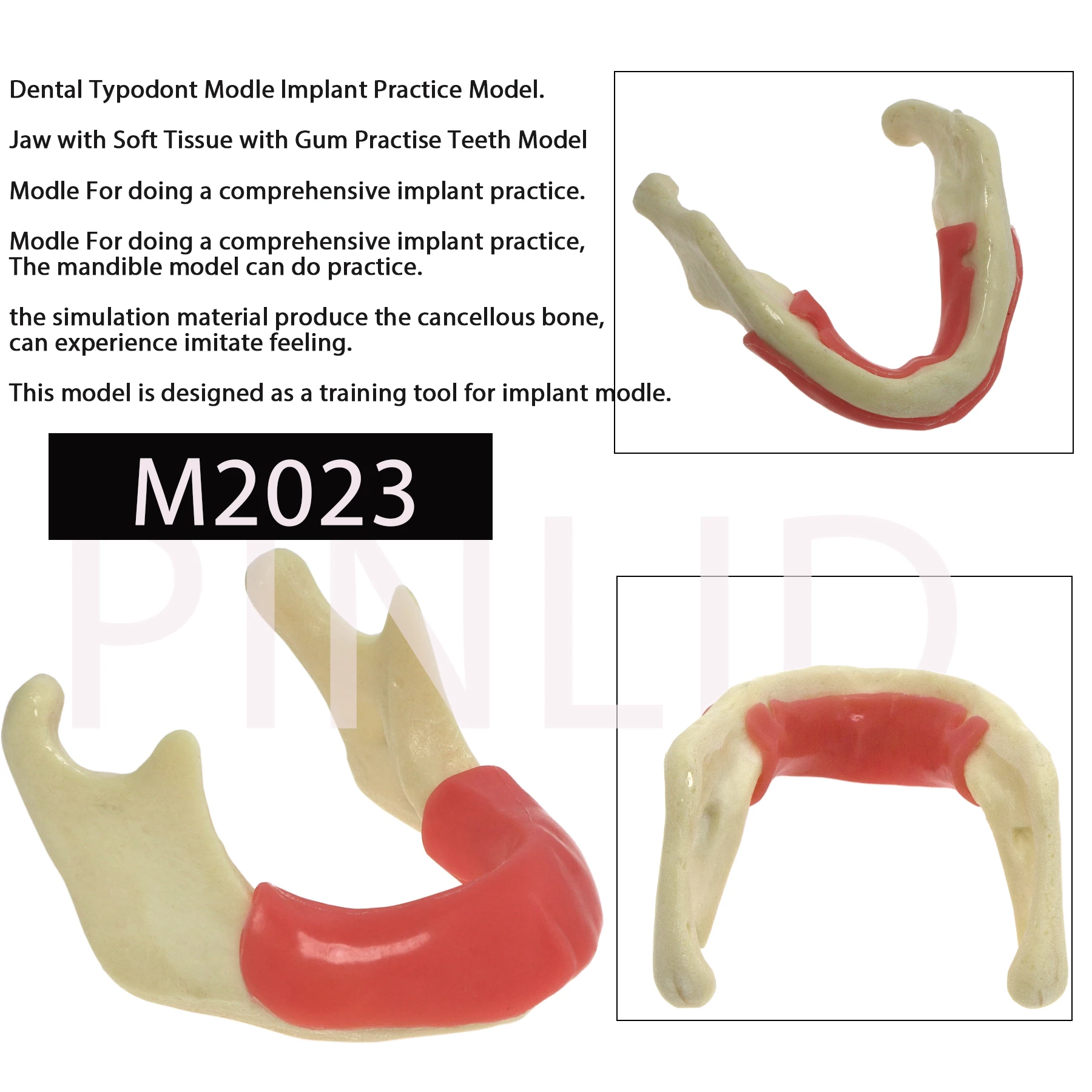 Dental Mandibular Implant Model With Gum Simulation Bone for Drilling Practice M2023 Dentistry Education