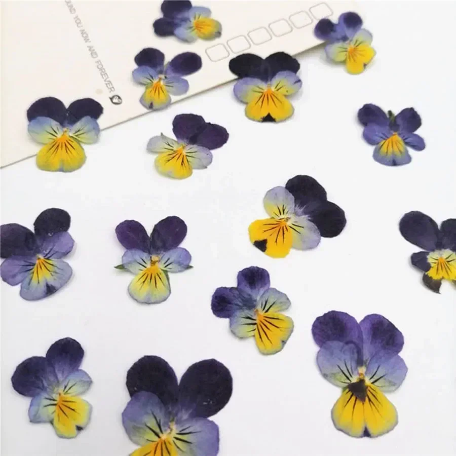 60pcs Pressed Dried Pansy Viola Tricolor L. Flower Plants Herbarium For Jewelry Postcard Bookmark Phone Case Making DIY