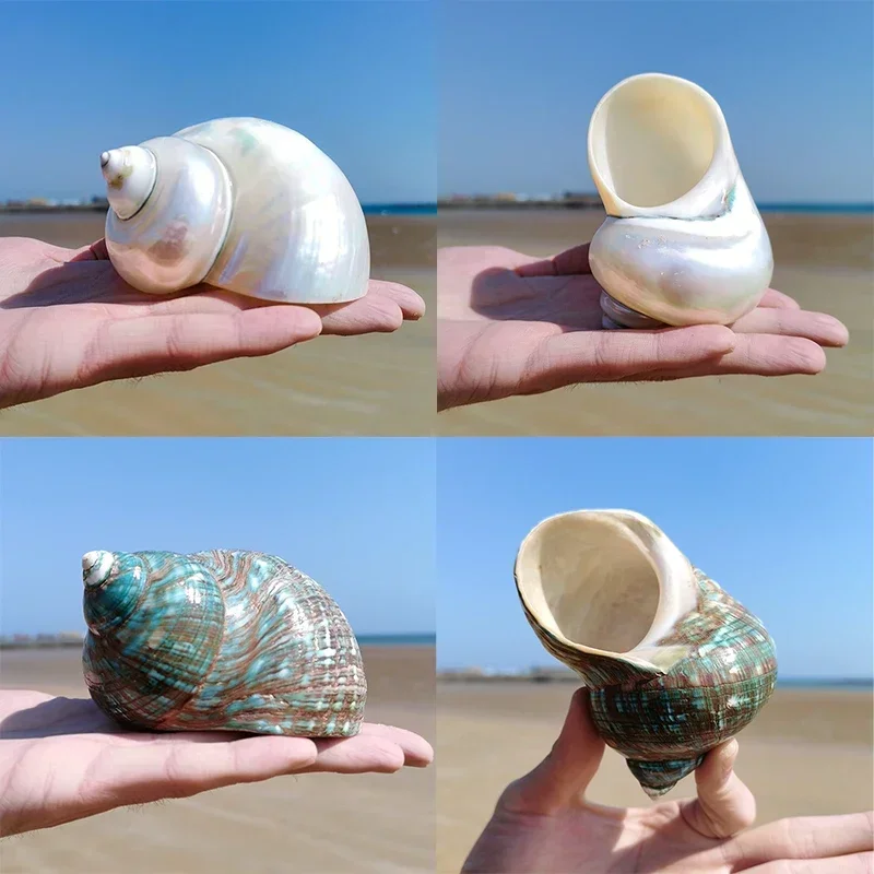 Natural Conch Shell Collection Specimen Small Gift Fish Tank Mediterranean Sand Table Fish Tank Window Landscaping Decoration