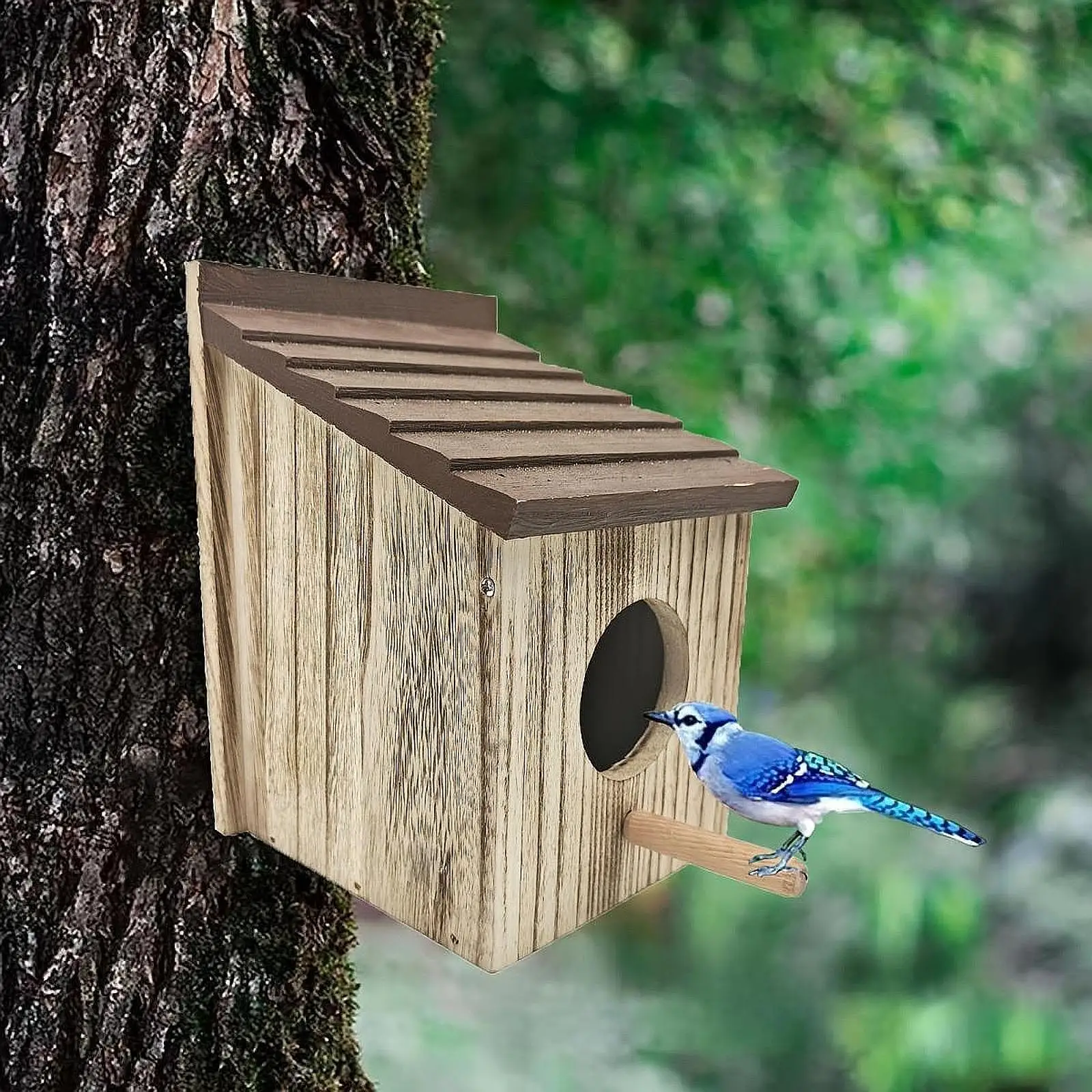 Nichoir extérieur pour oiseaux, boîte de nidification pour cardinaux, pinsons, colibris