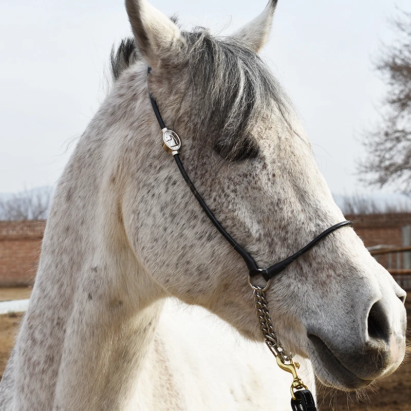 Show Hoofdstel Paardenuitrusting, Duurzaam Paard Teugel Halter Headstall Harnas Banden Paardrijtouw