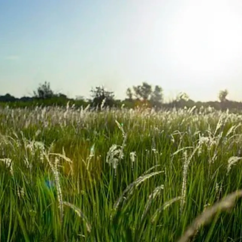 

GEPRC MATEN 5.8G 5W VTX PRO Built-in Microphone Transmit Support IRC Tramp Protoco with 80 Transmission Channels