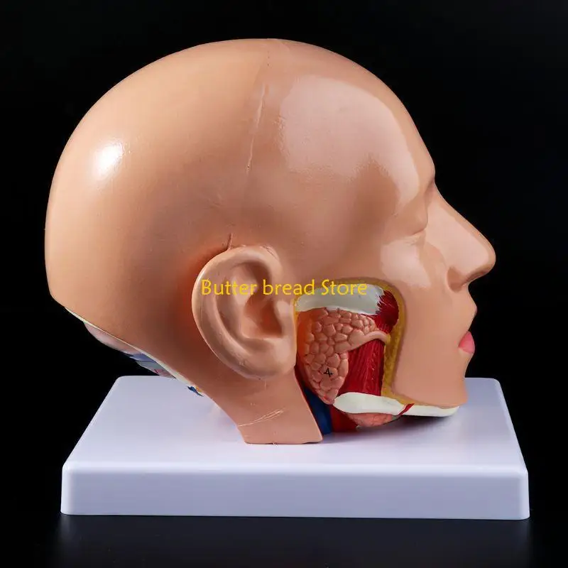 

W89C Human Anatomy for Head Skull Cerebral Artery Anatomical Model For Teaching