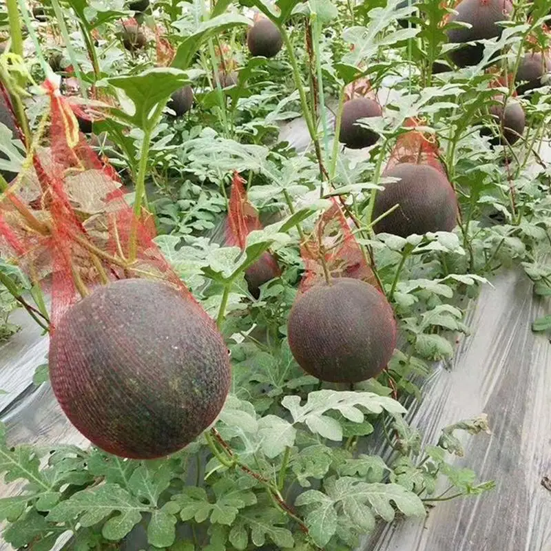 Hamaca duradera y resistente para jardín, Red de sandía para patio, 100 piezas, G5AB