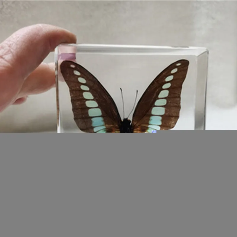 Transparent Resin Cube for Children's Desk Decoration, Butterfly, Dragonfly Specimen, Teaching, Children's Cognition,