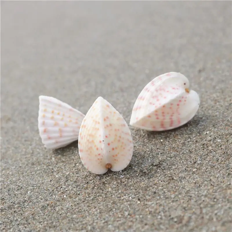 3Pcs2-3cm  New Natural Chicken Heart Snail Landscaping Fish Tank Floor Decoration Photography Props Shell Collection