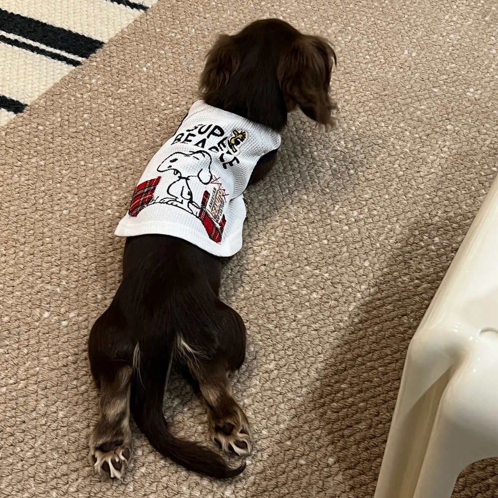 Jersey a rayas para perro salchicha Dachshund – Chaleco verano suave - imagen 4