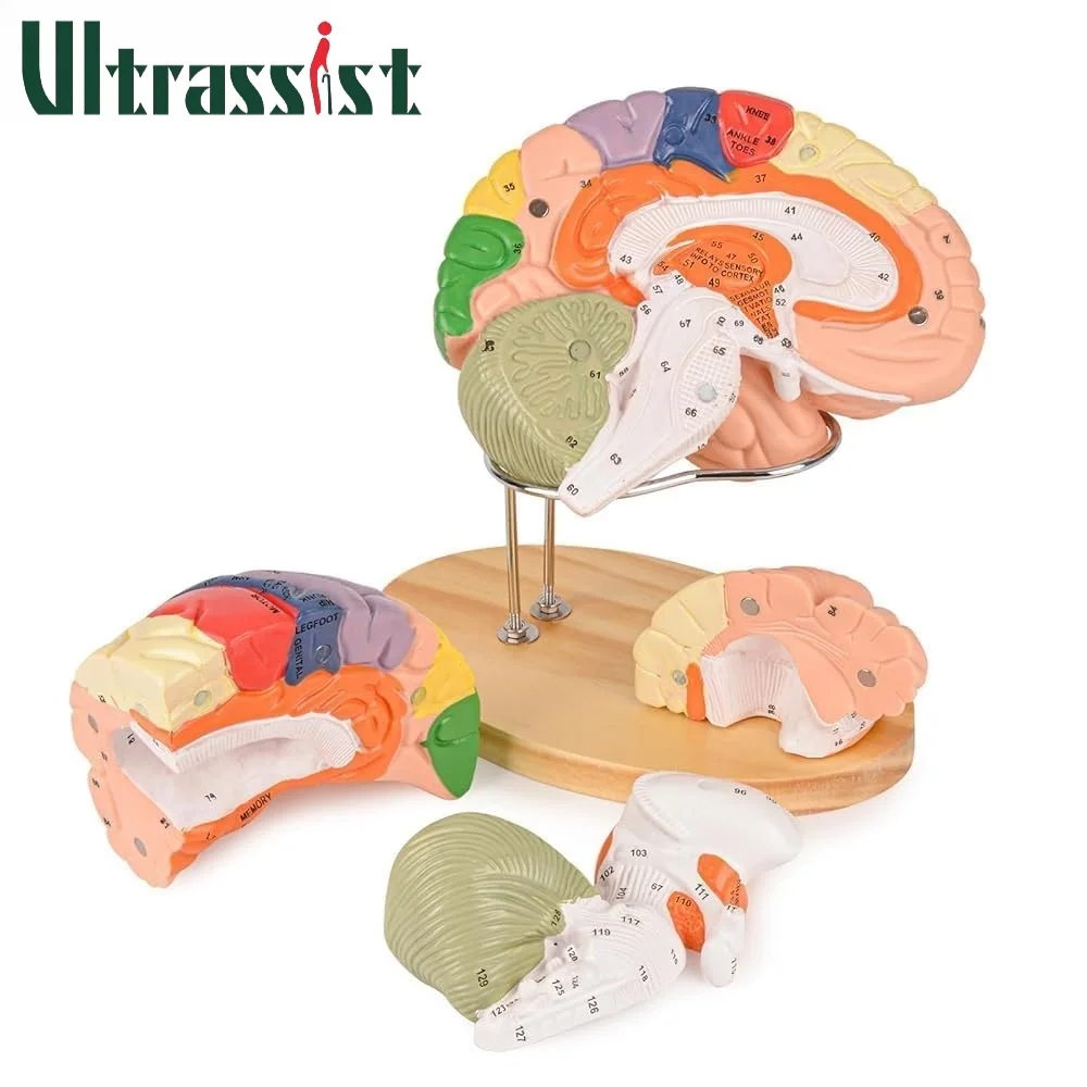 Ultrassist Detachable Human Brain Model Engraved Study Guide Neuroscience Anatomy Model for Medical Science Education Display