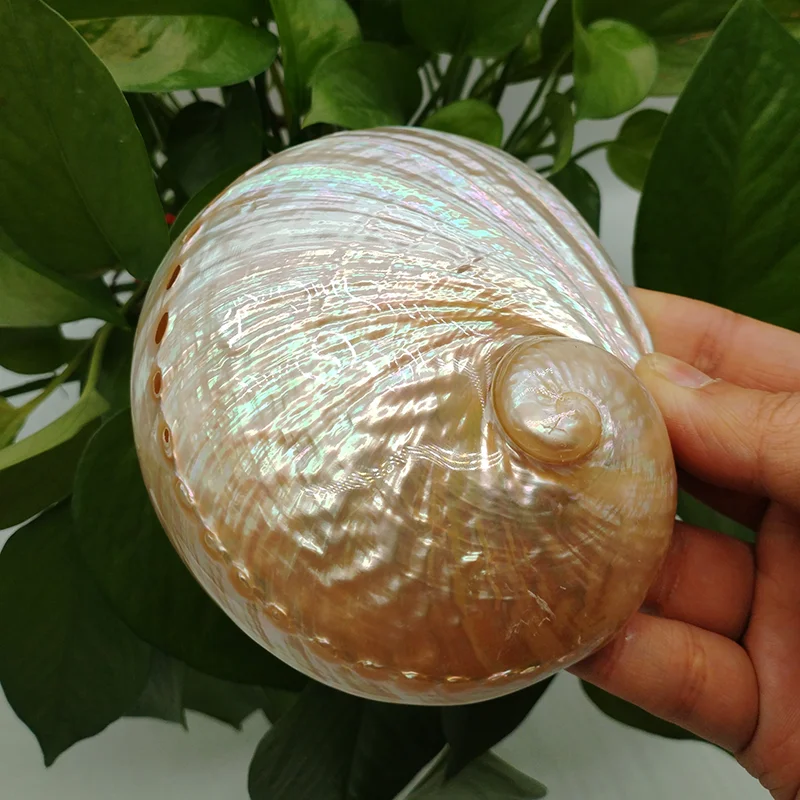 Home Decoration Red Pattern Abalone SeaShells Home Accessories Conch Fish Tank Aquarium Creative Decoration Lucky Conch Specimen view 4