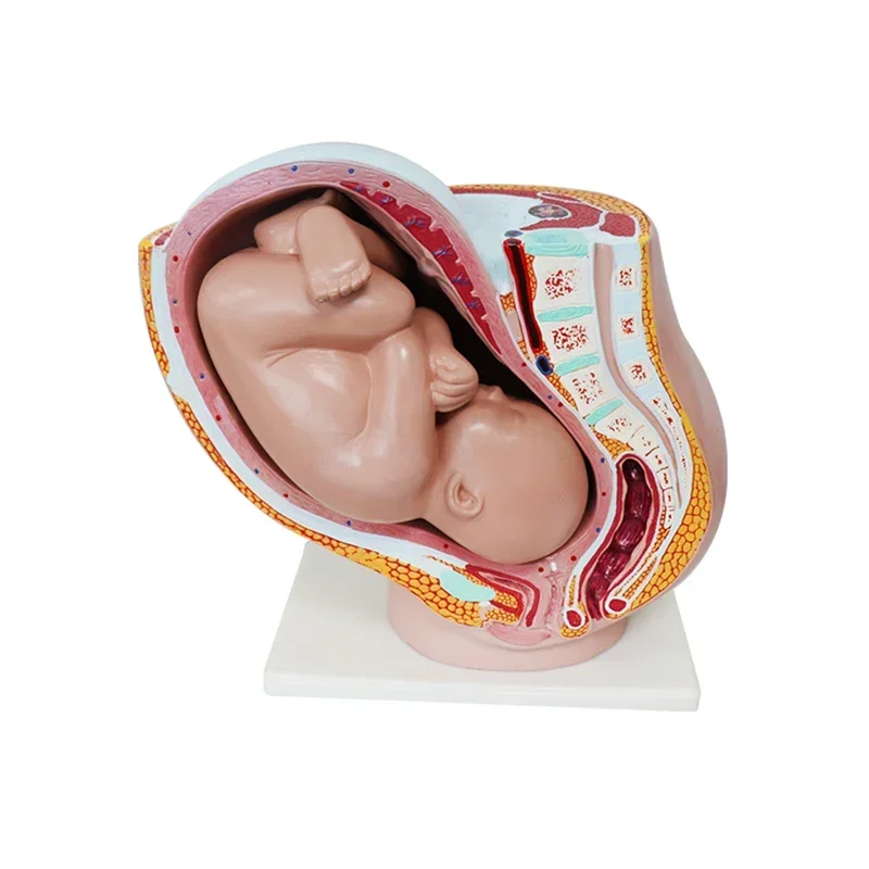 SY-N013 Pelvic Cavity Model Anatomical Genital Model Female Reproductive System Model
