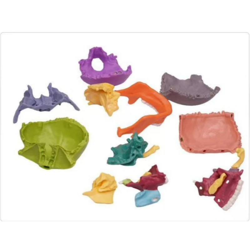 15pcs  Puzzle Anatomy Skull Model Color Teaching Brain Model Teaching and Teaching Manual