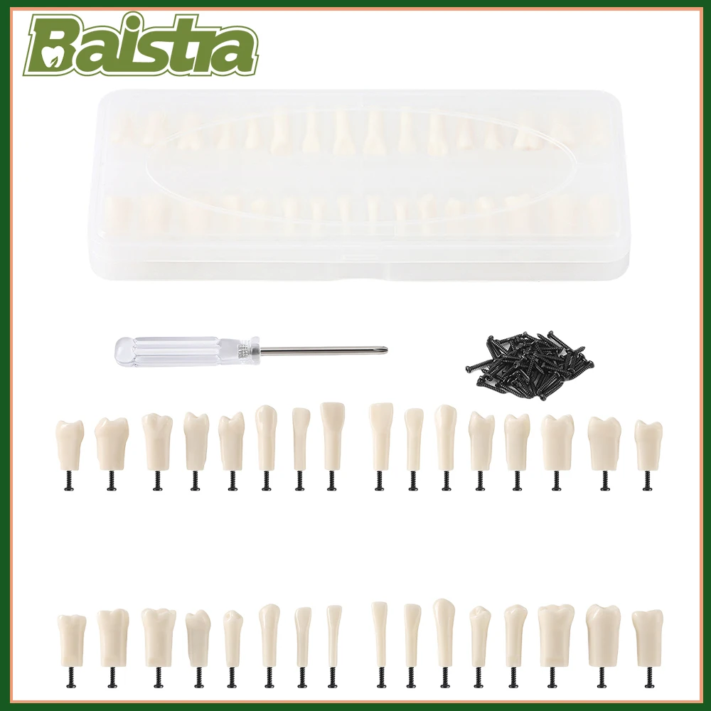 

32Pcs Dental Practice Teeth Model Typodont Acrylic Set Crown Resin Denture Teeth Prep Endo Study Model Replacement Screw